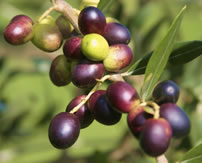 small olive tree picture